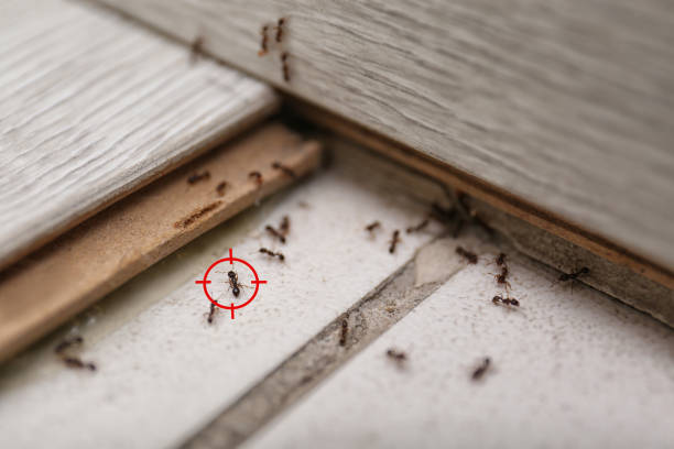 Best Mosquito Control Services  in Mabton, WA