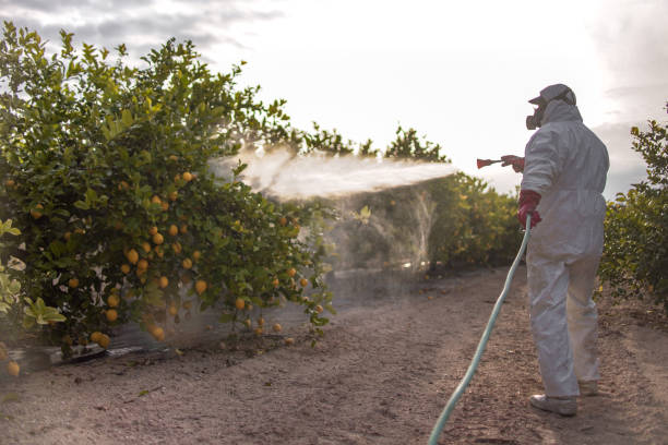 Best Termite Control Services  in Mabton, WA