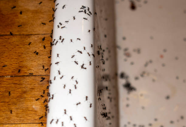 Pest Prevention Services in Mabton, WA
