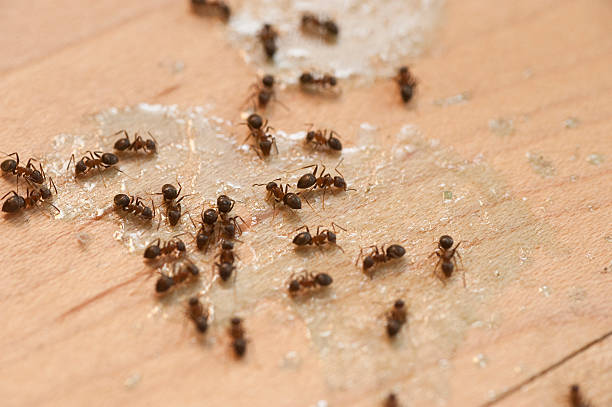 Best Pest Control Near Me in Mabton, WA