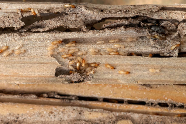 Best Best Pest Control Companies  in Mabton, WA